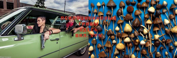 PSILOCYBIN Верхний Тагил
